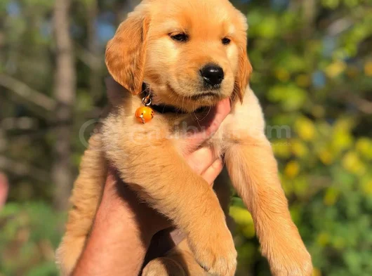 Dişi Erkek Golden Retriever Yavrularımız görsel