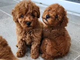 Deni̇zli̇ni̇n En Gözde Poodle Bebekleri̇