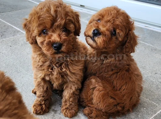 Deni̇zli̇ni̇n En Gözde Poodle Bebekleri̇ görsel