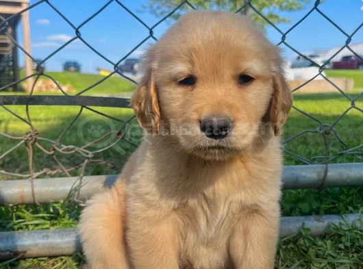 Dişi Erkek Golden Retriever Yavrularımız görsel
