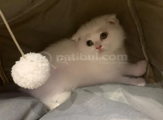 2 Aylık Scotish Fold görsel