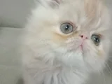 Safkan Şecereli İran Bebekler