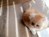 Safkan Şecereli İran Bebekler