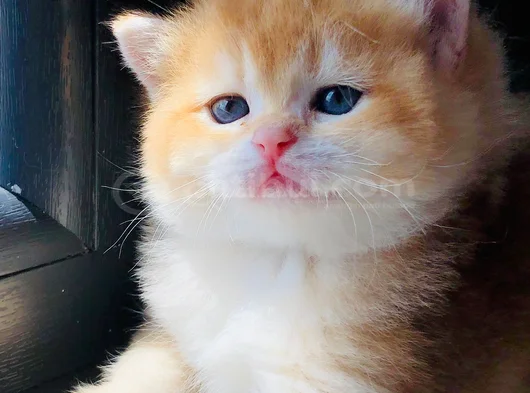 A Kalite Bri̇ti̇sh Shorthai̇r Golden  Yavrular görsel