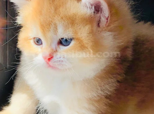 A Kalite Bri̇ti̇sh Shorthai̇r Golden  Yavrular