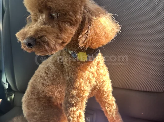 17 Aylık Red Brown Erkek Toy Poddle görsel
