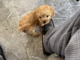 4 Aylık Toy Poodle