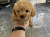 4 Aylık Toy Poodle