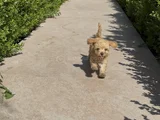 4 Aylık Toy Poodle