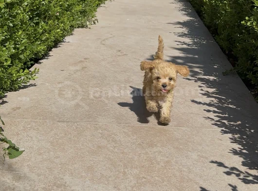 4 Aylık Toy Poodle görsel