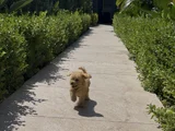 4 Aylık Toy Poodle