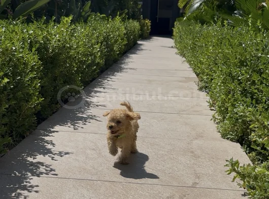 4 Aylık Toy Poodle görsel
