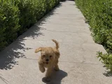 4 Aylık Toy Poodle