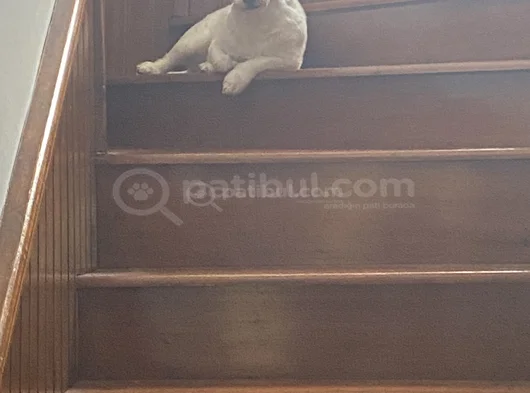 Ücretsi̇z Sahi̇plendi̇rme 4 Yaşindaki̇ Oğlum Lucky Yuva Ariyo görsel
