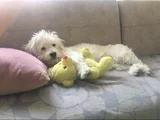 Ücretsi̇z Sahi̇plendi̇rme 4 Yaşindaki̇ Oğlum Lucky Yuva Ariyo