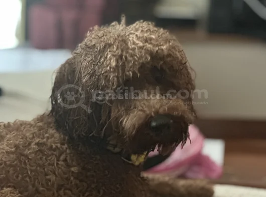 17 Aylık Red Brown Erkek Toy Poddle görsel