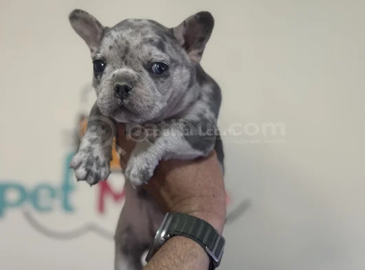 Petmode Köpek Çiftliğinden Blue Ve Merle French Bulldog görsel