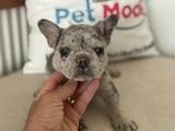Petmode Köpek Çiftliğinden Blue Ve Merle French Bulldog