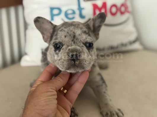 Petmode Köpek Çiftliğinden Blue Ve Merle French Bulldog görsel