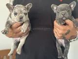 Petmode Köpek Çiftliğinden Blue Ve Merle French Bulldog