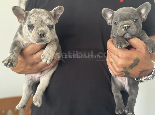 Petmode Köpek Çiftliğinden Blue Ve Merle French Bulldog görsel