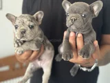 Petmode köpek çiftliğinden Blue ve Merle French Bulldog
