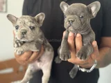 Petmode Köpek Çiftliğinden Blue Ve Merle French Bulldog