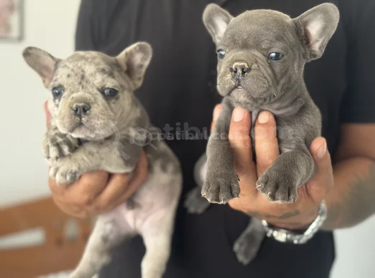 Petmode Köpek Çiftliğinden Blue Ve Merle French Bulldog görsel