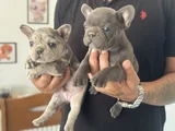 Petmode Köpek Çiftliğinden Blue Ve Merle French Bulldog
