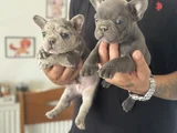 Petmode Köpek Çiftliğinden Blue Ve Merle French Bulldog