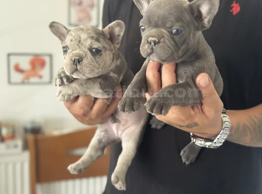 Petmode Köpek Çiftliğinden Blue Ve Merle French Bulldog görsel