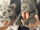 Petmode Köpek Çiftliğinden Blue Ve Merle French Bulldog