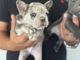 Petmode Köpek Çiftliğinden Blue Ve Merle French Bulldog