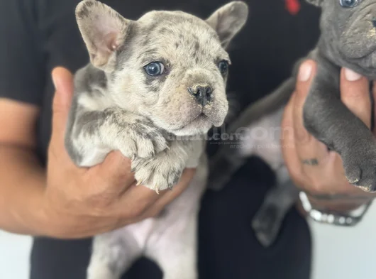 Petmode Köpek Çiftliğinden Blue Ve Merle French Bulldog görsel