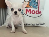 Show Kalite tea Cup Chihuahua Yavrumuz ziyarete açık