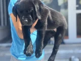 Petmode Köpek Çiftliğinden Ziyarete Açık Labrador