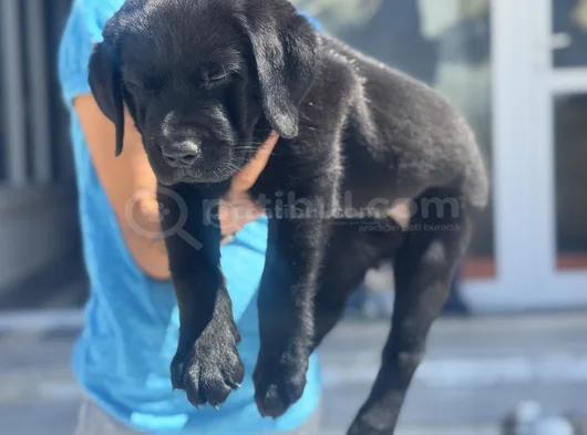 Petmode Köpek Çiftliğinden Ziyarete Açık Labrador görsel