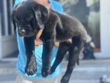 Petmode Köpek Çiftliğinden Ziyarete Açık Labrador