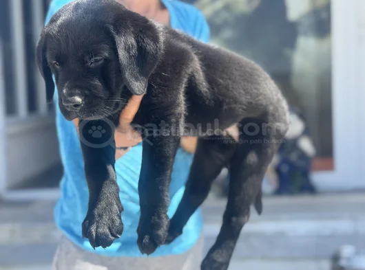 Petmode Köpek Çiftliğinden Ziyarete Açık Labrador görsel