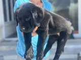 Petmode Köpek Çiftliğinden Ziyarete Açık Labrador