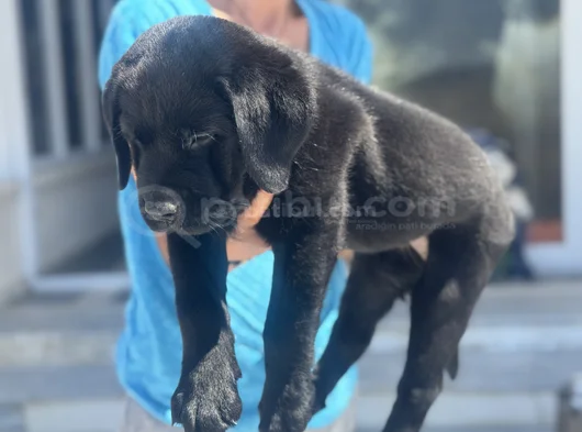 Petmode Köpek Çiftliğinden Ziyarete Açık Labrador görsel