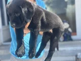 Petmode Köpek Çiftliğinden Ziyarete Açık Labrador