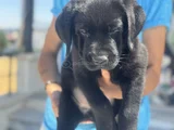 Petmode Köpek Çiftliğinden Ziyarete Açık Labrador