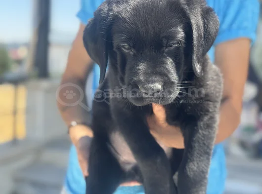Petmode Köpek Çiftliğinden Ziyarete Açık Labrador görsel