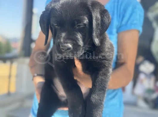 Petmode Köpek Çiftliğinden Ziyarete Açık Labrador görsel
