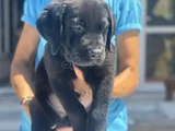 Petmode Köpek Çiftliğinden Ziyarete Açık Labrador