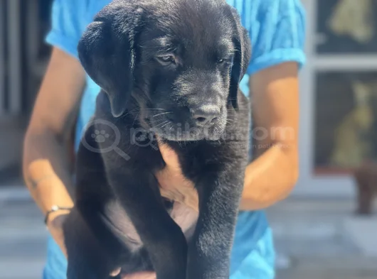 Petmode Köpek Çiftliğinden Ziyarete Açık Labrador görsel