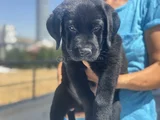 Petmode Köpek Çiftliğinden Ziyarete Açık Labrador