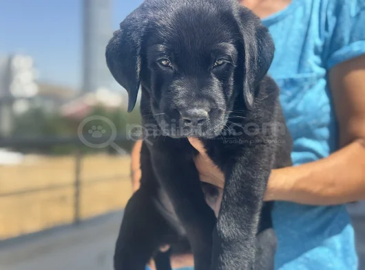 Petmode Köpek Çiftliğinden Ziyarete Açık Labrador görsel