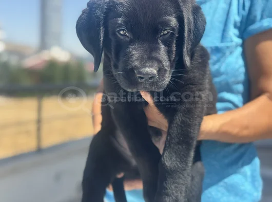 Petmode Köpek Çiftliğinden Ziyarete Açık Labrador görsel
